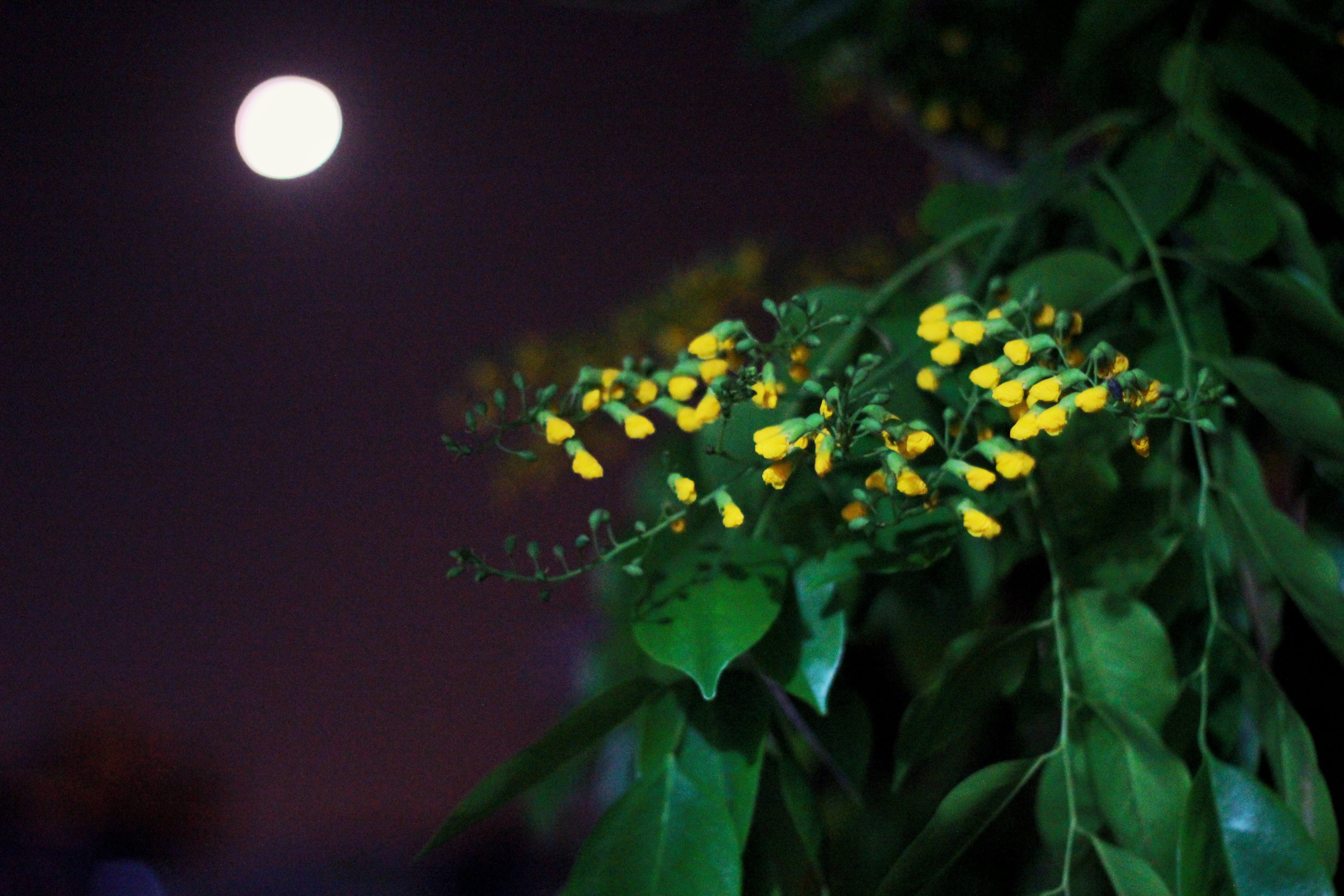 Padauk at night ,Photo By Nyein_Chan_Ko_Ko